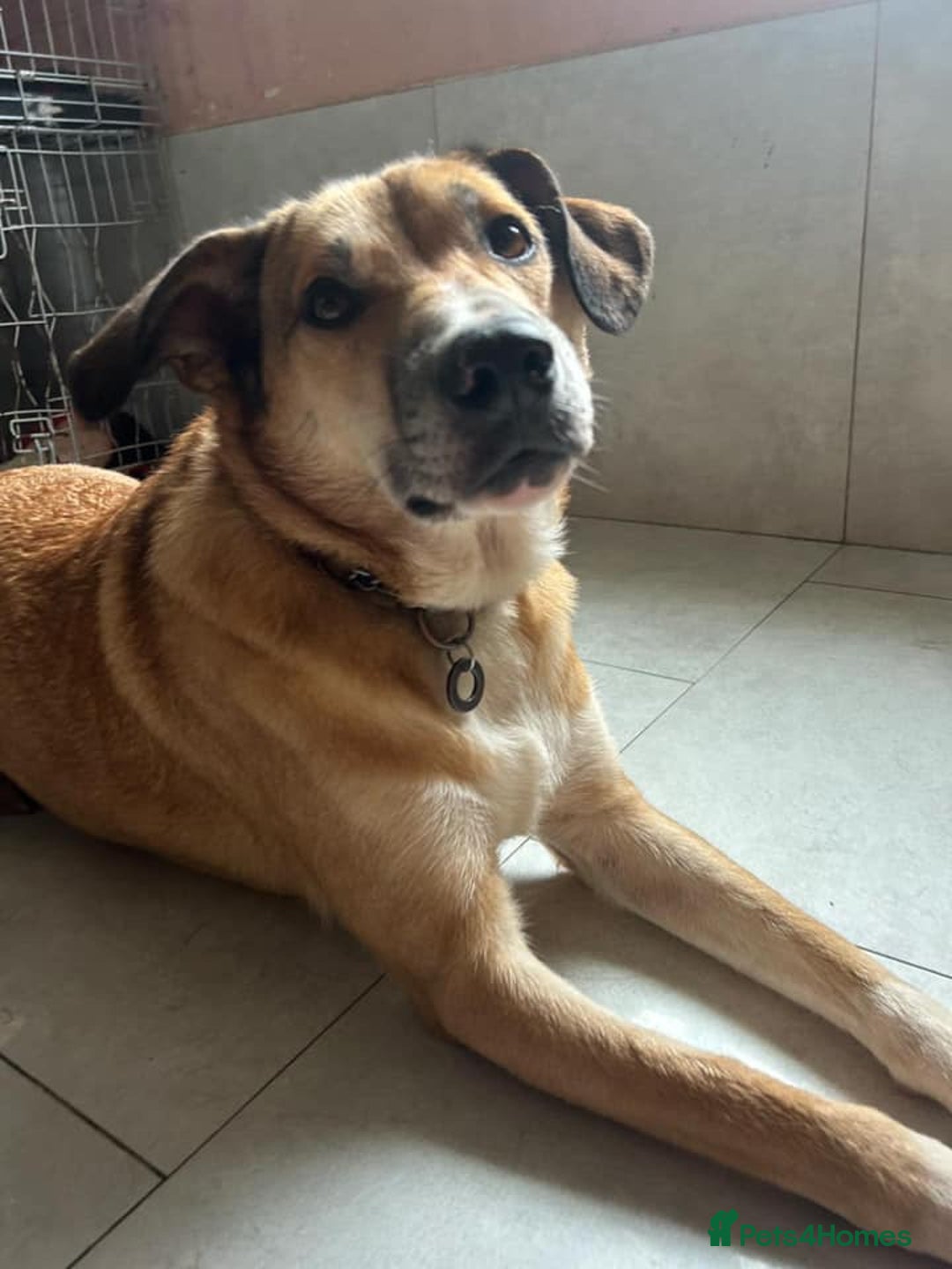 Mixed Breed dogs for adoption: Sara - Norwich Norfolk  - Image 8