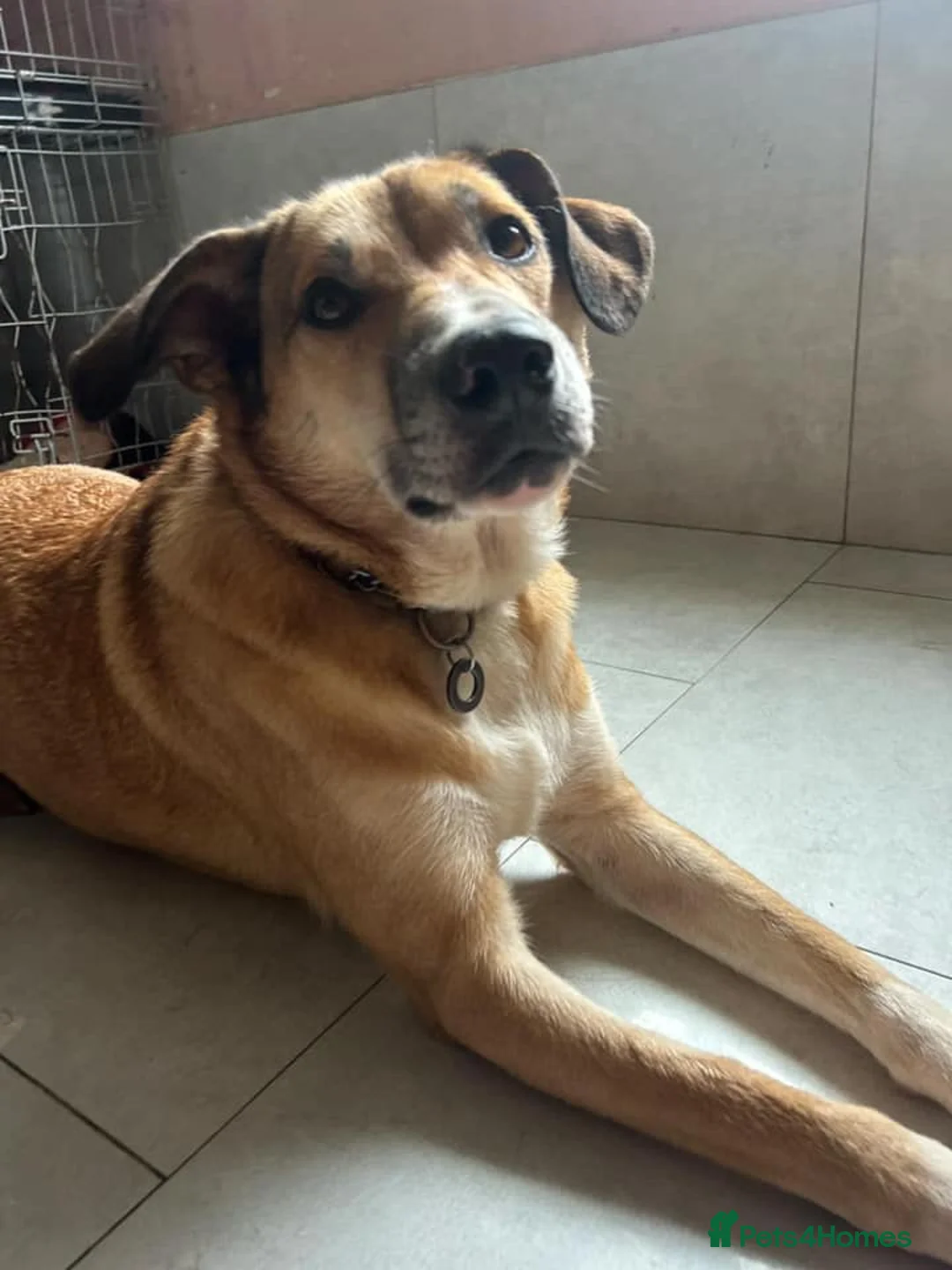 Mixed Breed dogs for adoption: Sara - Norwich Norfolk  - Advert 8