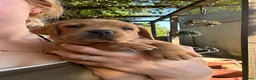 Labrador Retriever dogs for sale: READY NOW one gorgeous girl left!  - Advert 5