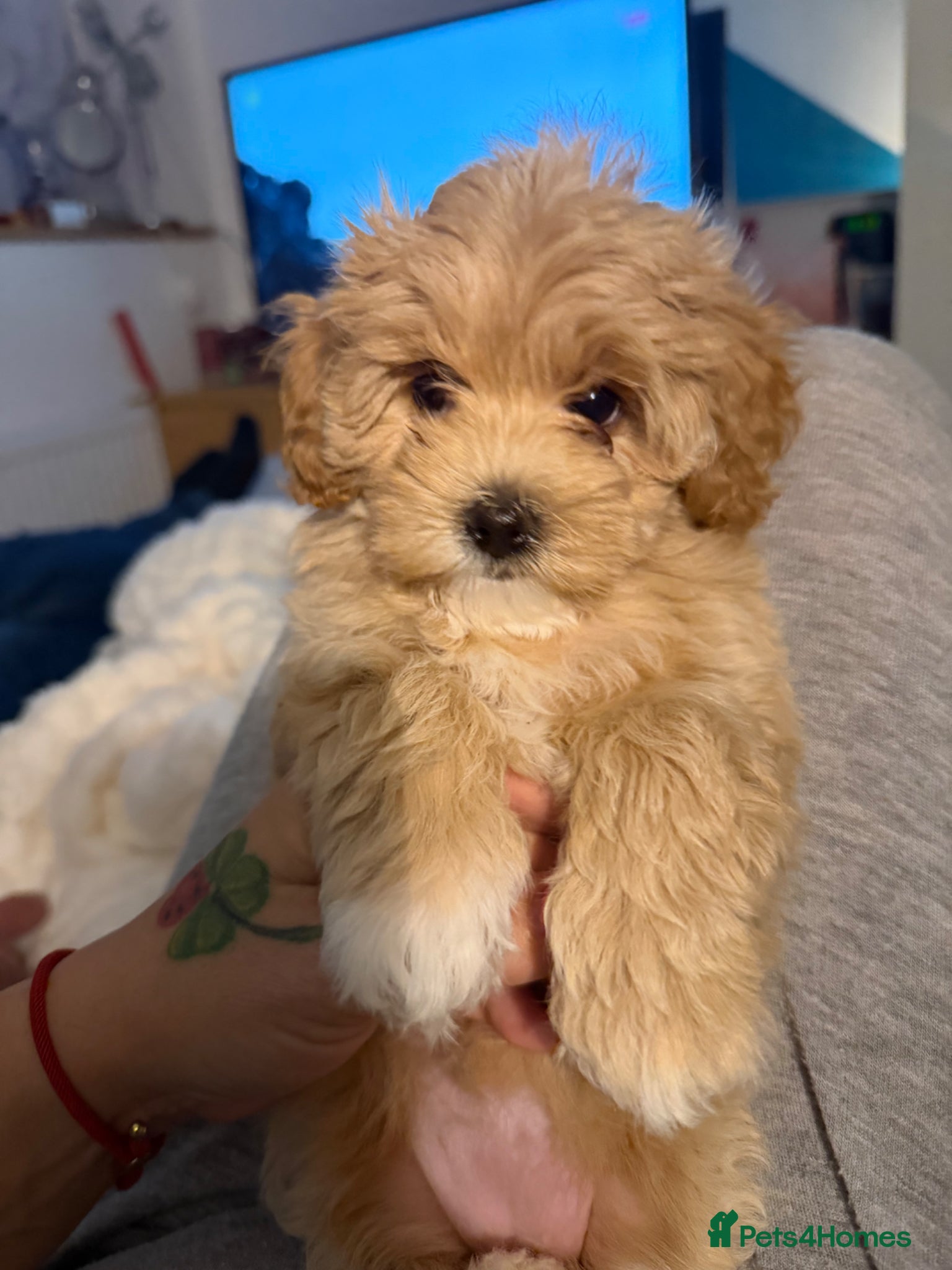 Maltipoo dogs Maltipoo Puppies for sale  - Advert 1