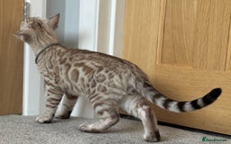 Bengal cats for sale: 🩶Stunning Silver Mink🩶 Bengal Male TICA Reg - Image 5