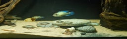 Cichlids fish for sale: Electric Blue Acara for sale - Advert 10