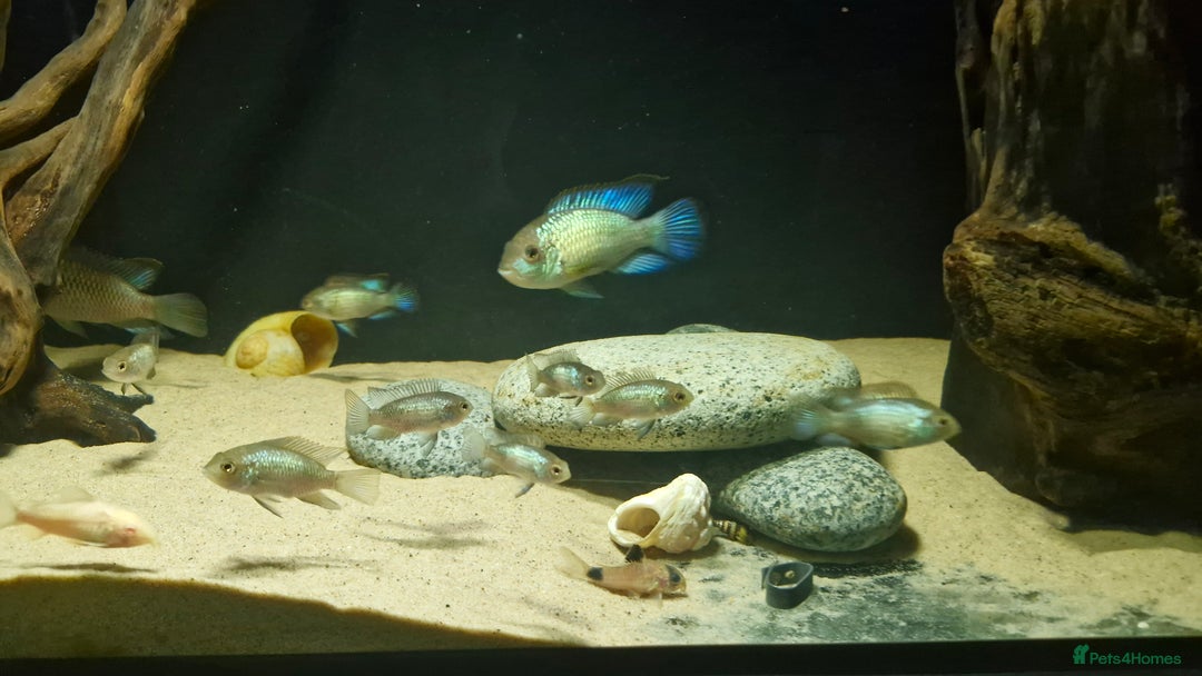 Cichlids fish for sale: Electric Blue Acara for sale - Advert 10