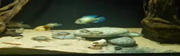 Cichlids fish for sale: Electric Blue Acara for sale - Advert 10