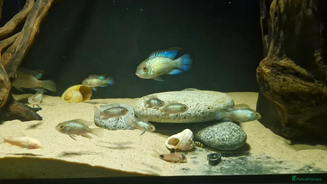 Cichlids fish for sale: Electric Blue Acara for sale - Advert 10