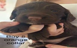 Sprocker dogs for sale: Sprocker puppies  - Image 12