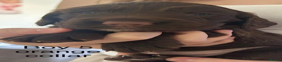 Sprocker Puppy 6