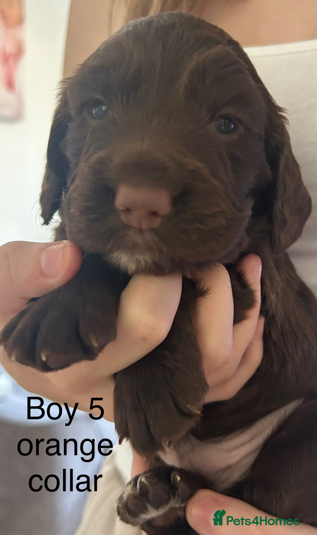 Sprocker dogs for sale: Sprocker puppies  - Image 12