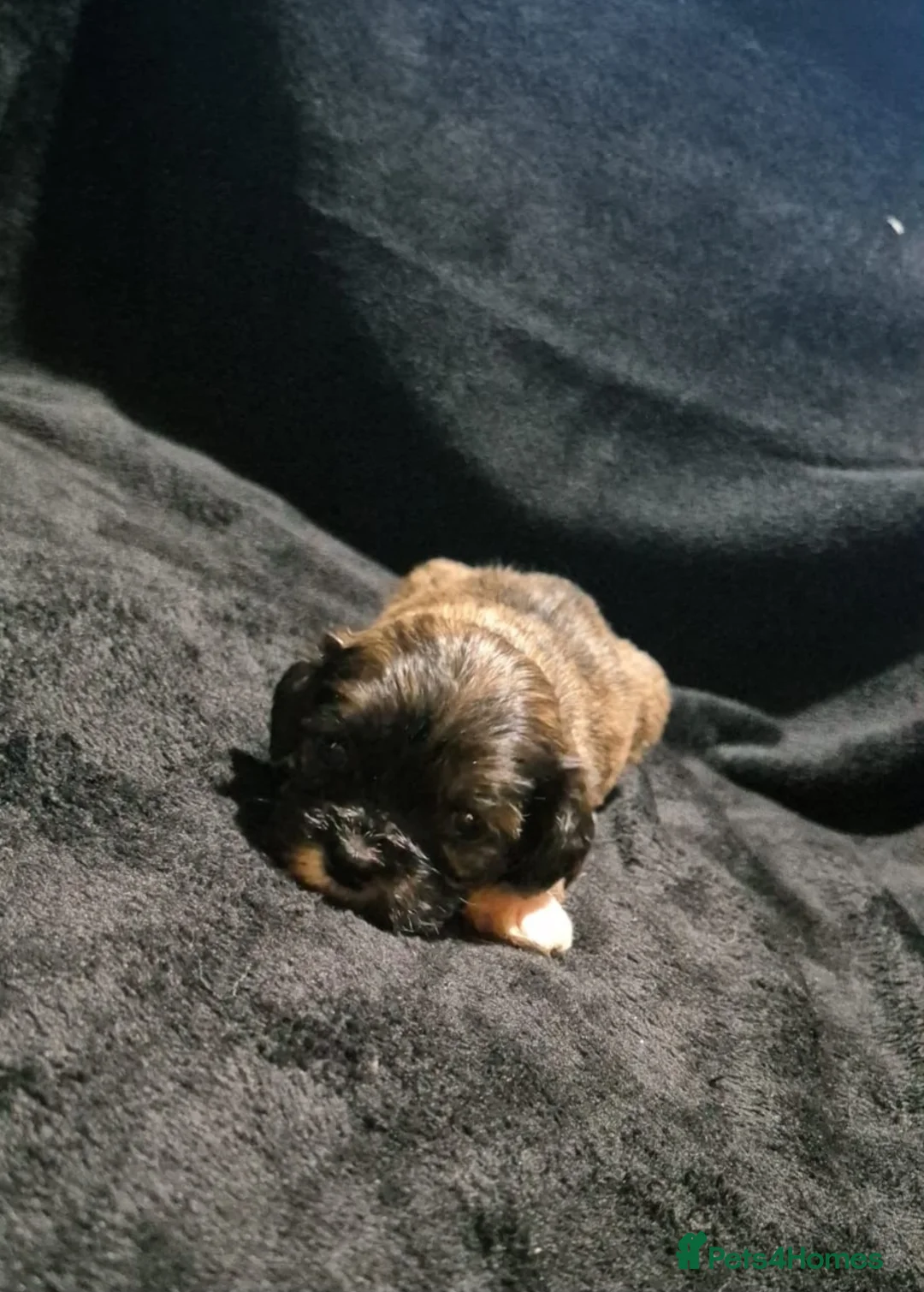 Cava Tzu dogs for sale: Cava-Tzu pups - Advert 22