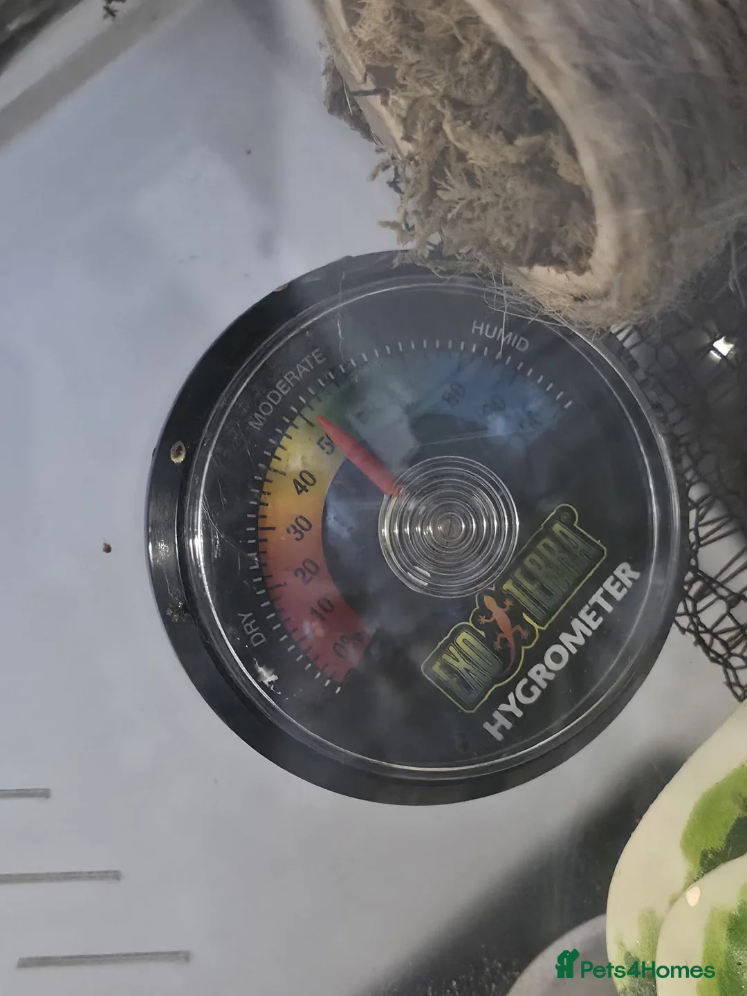 Spiders invertebrates for sale: Male phiddipus regius with full kit for sale - Advert 2