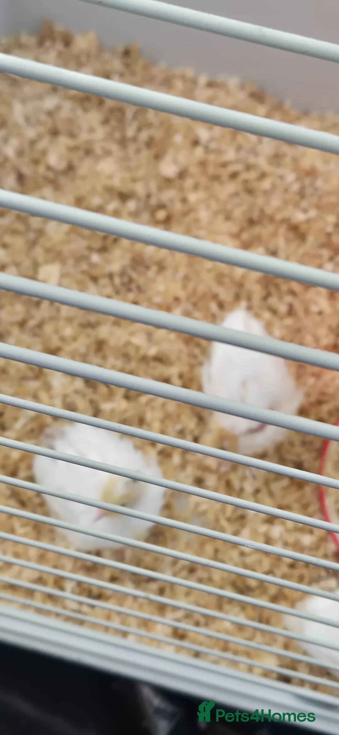 Mixed Breed birds for sale: White coturnix quails  - Advert 7