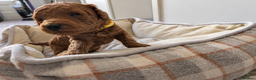 Miniature Poodle dogs for sale: KC Registered Red Miniature Poodle Puppies 0% COI - Advert 7