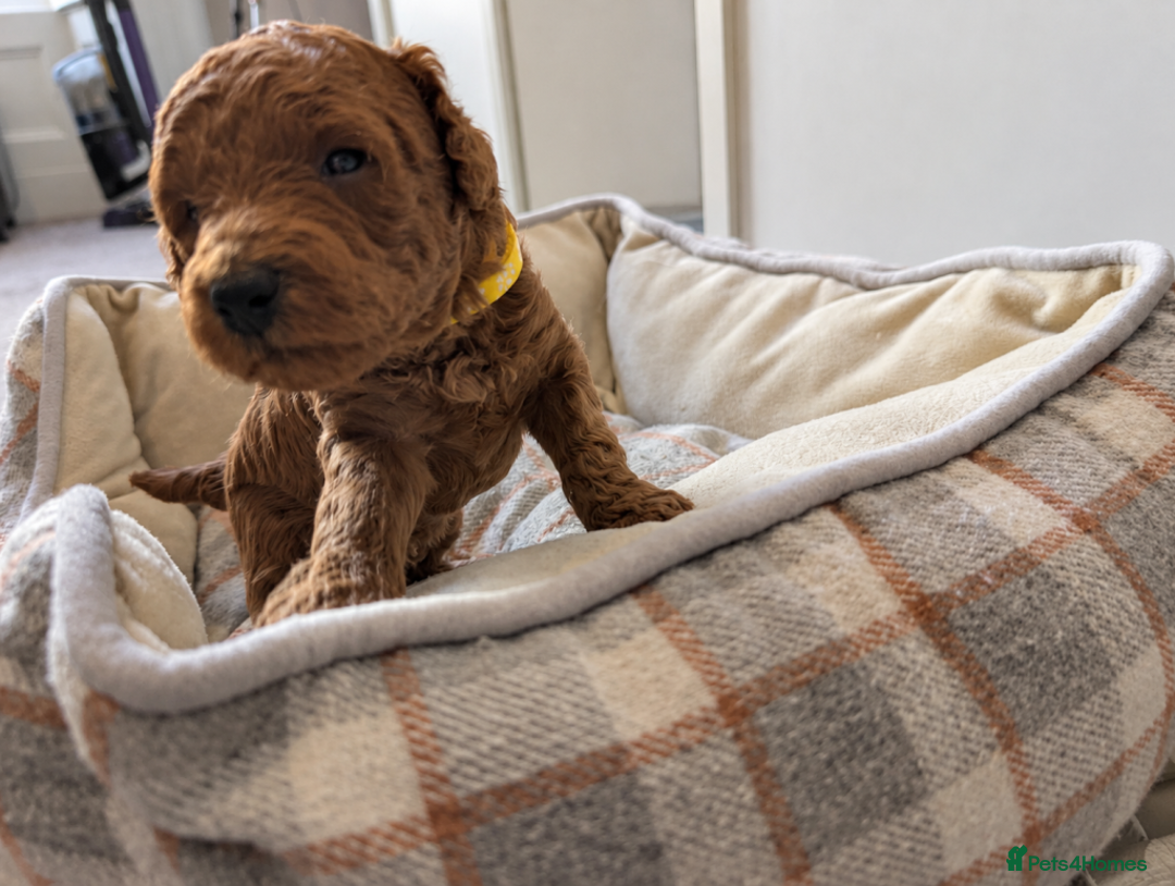 Miniature Poodle dogs for sale: KC Registered Red Miniature Poodle Puppies 0% COI - Advert 7
