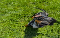 Dachshund dogs for sale: Dachshund for sale - Image 1