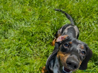 Dachshund dogs - Advert 19