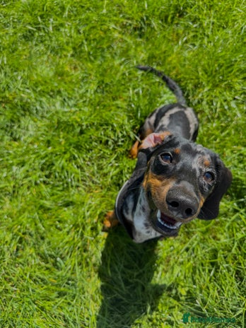 Dachshund dogs - Advert 15