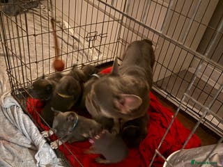 French Bulldog dogs French bulldog - Advert 5