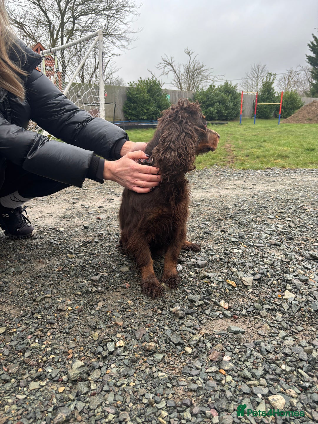 Cocker Spaniel dogs for sale: Bella needs a new home  - Advert 5
