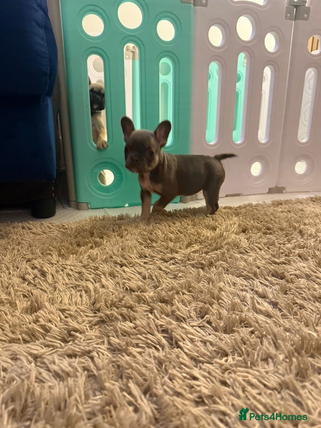 French Bulldog dogs for sale: French bulldog puppies  - Advert 6
