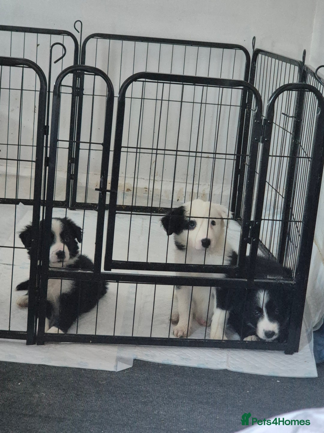 Border Collie dogs for sale: Border collie girl pup - Advert 2