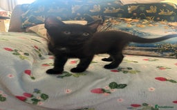 Mixed Breed cats for sale: Female kittens - Image 8