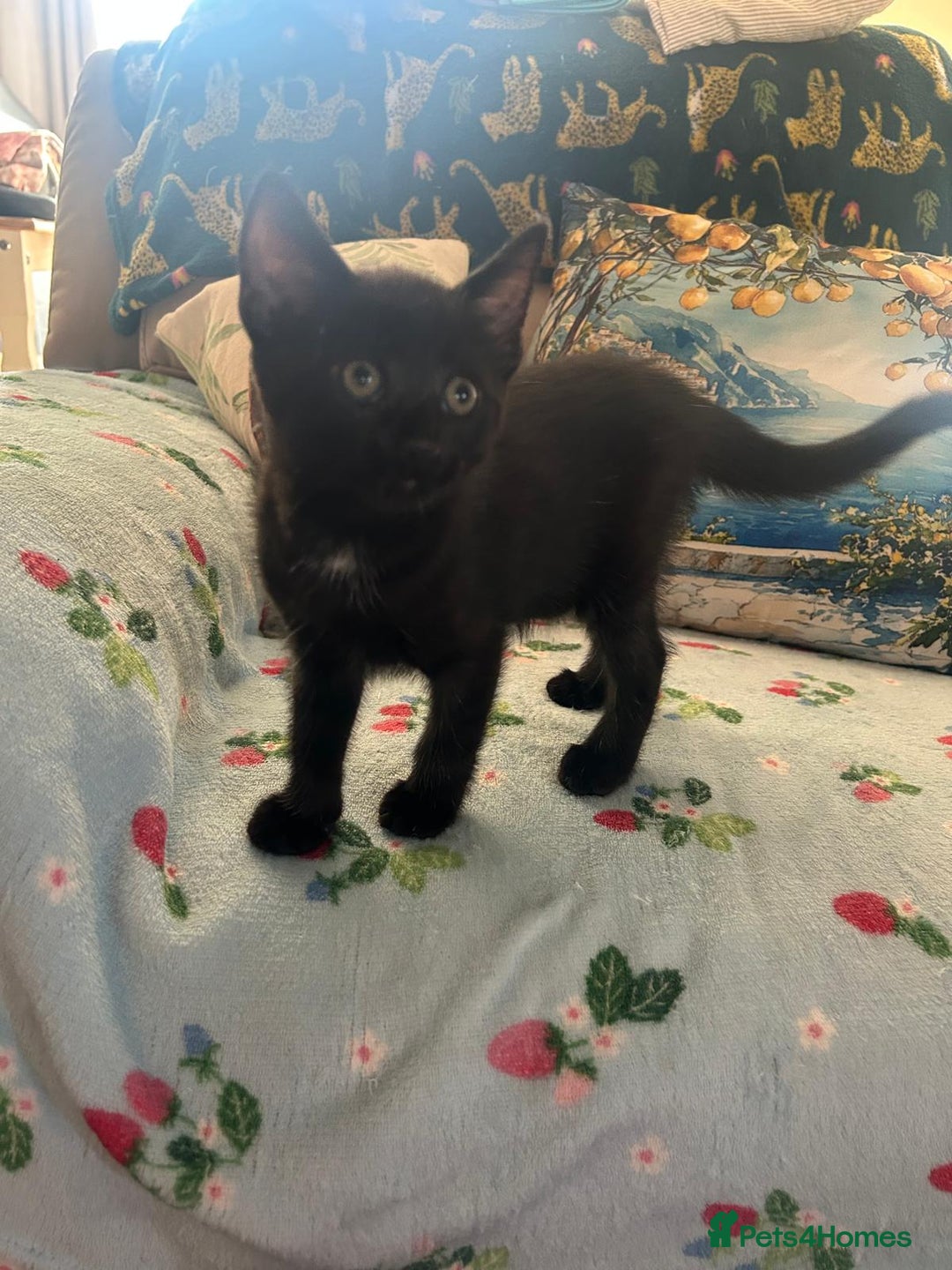 Mixed Breed cats for sale: Female kittens - Image 8