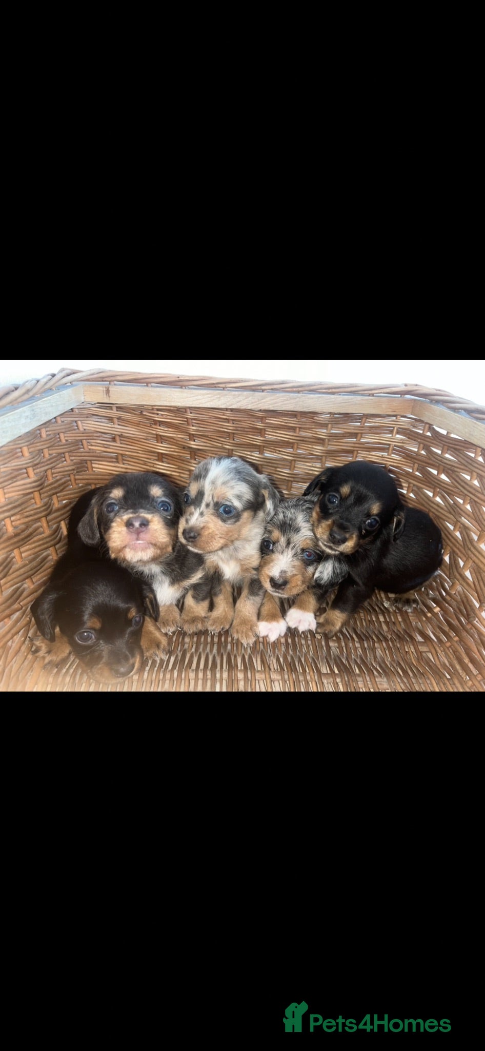 Miniature Dachshund dogs Miniature Dachshund Litter Announcement  - Advert 13