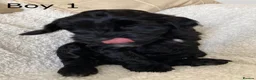 Cockapoo dogs for sale: One handsome boy ready for new home. - Advert 13