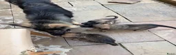 Mixed Breed dogs for sale: Malanois X - Advert 17