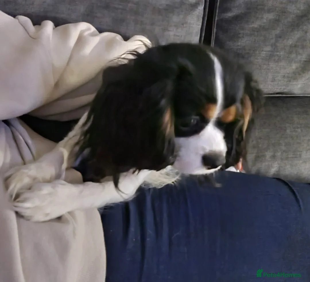 Cavapoo dogs for sale: 🩷🩵SMALL TOY🐶CAVAPOO PUPS🐶HEALTH DNA TESTED🩵🩷 - Advert 31