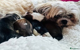 Shih Tzu dogs for sale: Beautiful Shih Zu Puppies  - Image 17