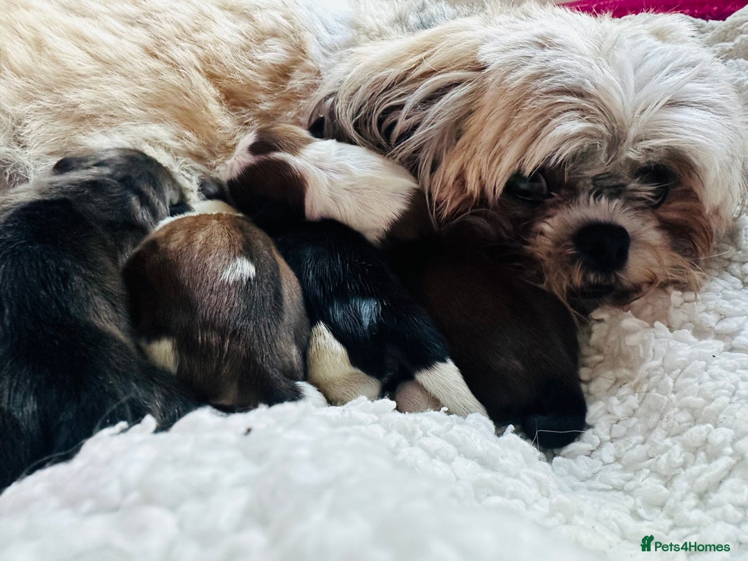 Shih Tzu dogs for sale: Beautiful Shih Zu Puppies  - Image 17