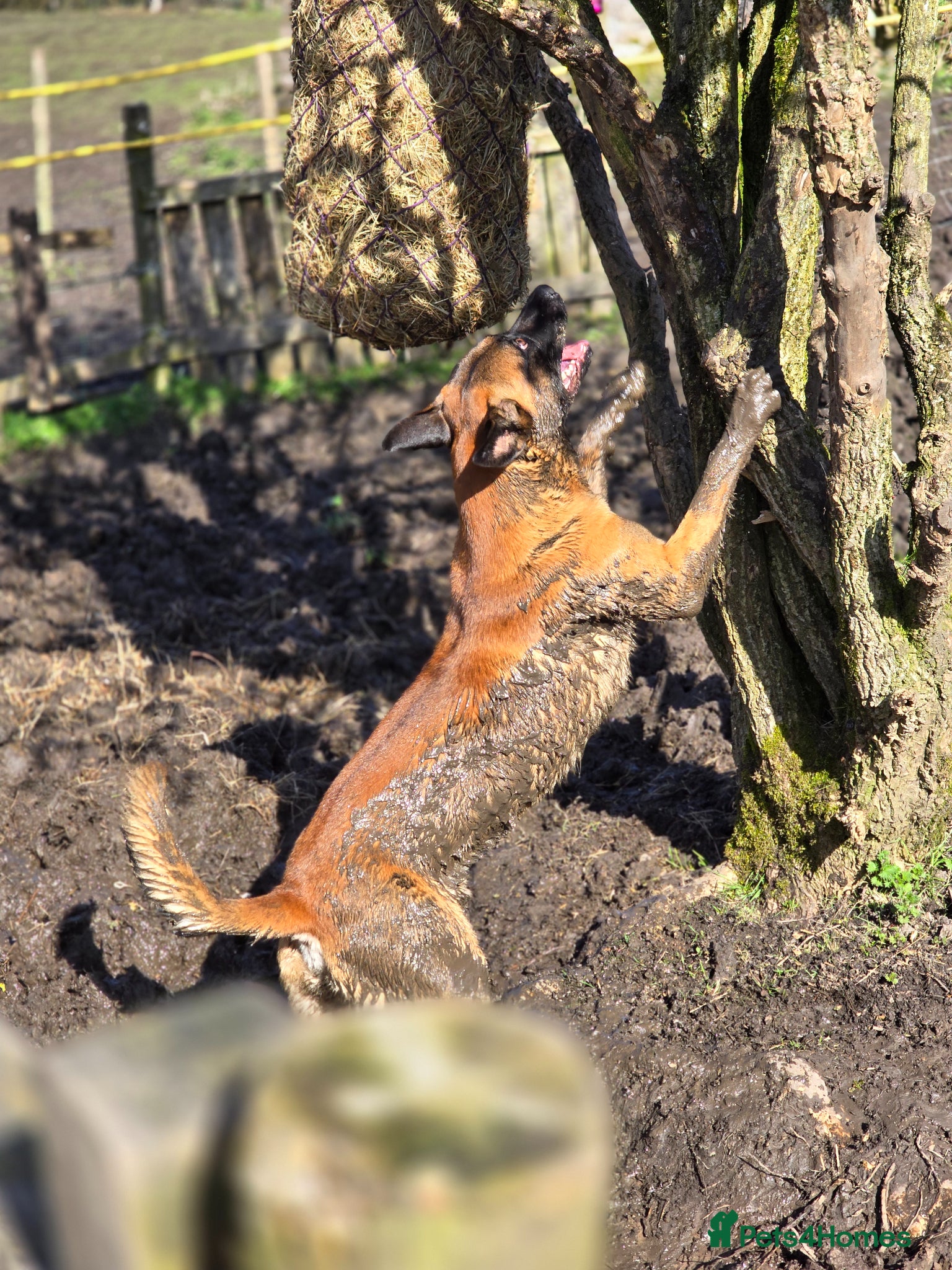 Belgian Shepherd Dog dogs for sale: Belgian Malinois  - Advert 1