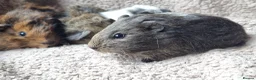 Guinea Pig rodents for sale: Adorable baby guineas - Advert 3