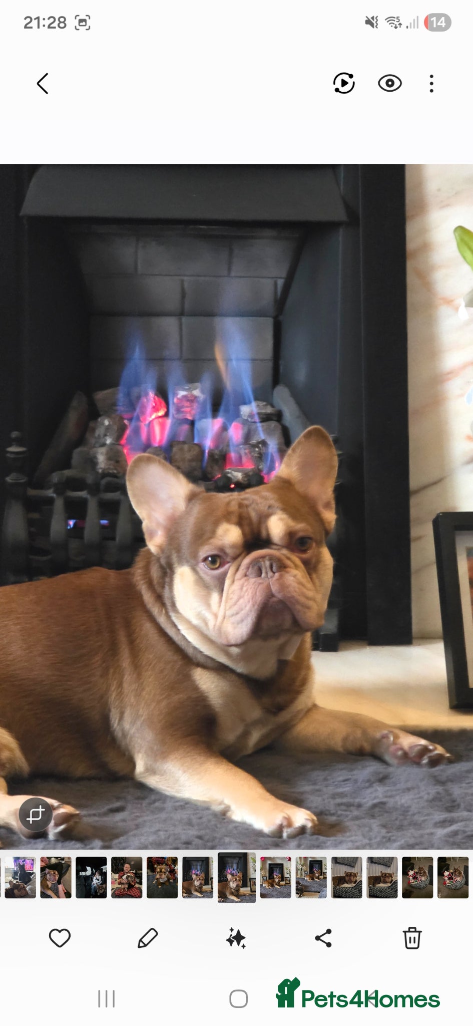 French Bulldog dogs for stud: Rocco for Stud Isabella and Tan carrying fluffy in Chester-le-Street - Advert 5