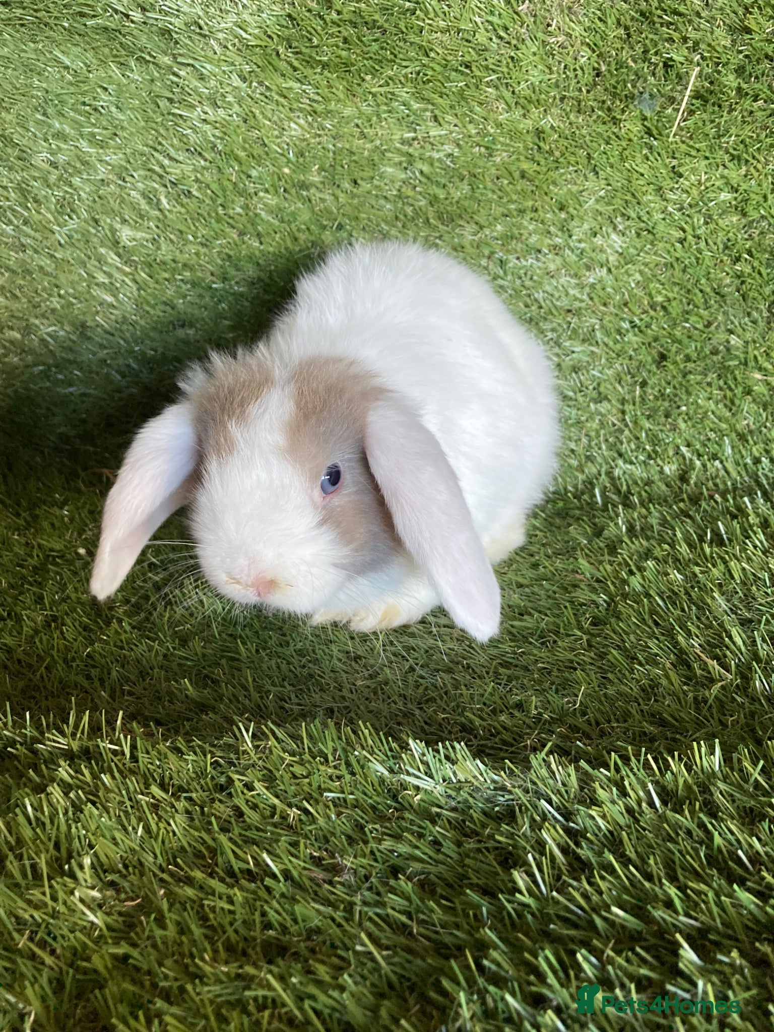 Mini Lop rabbits Purebred mini lops  - Advert 9