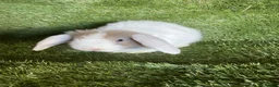 Mini Lop rabbits for sale: Purebred mini lops  - Advert 5