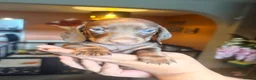 Dachshund dogs for sale: Beautiful Dachshund Puppies Ready for Loving Homes - Advert 8