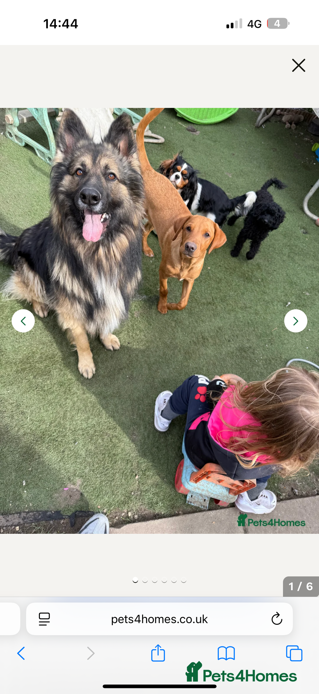 Mixed Breed dogs for sale: Beautiful Labrador x shepherd puppies - Image 13