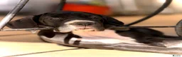 Great Dane dogs for sale: Great Danes puppies  - Advert 10