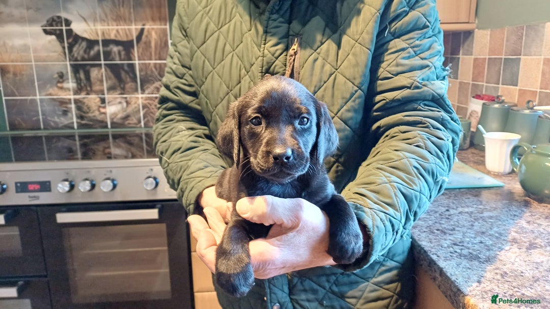 Labrador Retriever dogs for sale: MALE BLACK LABRADOR PUPPY FOR SALE  - Advert 5