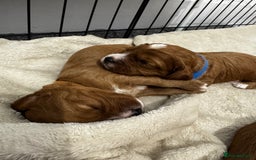 Cavapoo dogs for sale: Red Cavapoo Puppies 4 males 1 female Left - Image 14