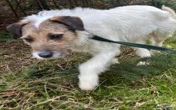 Mixed Breed dogs for adoption: Zori - Badersfield Norfolk  - Image 28