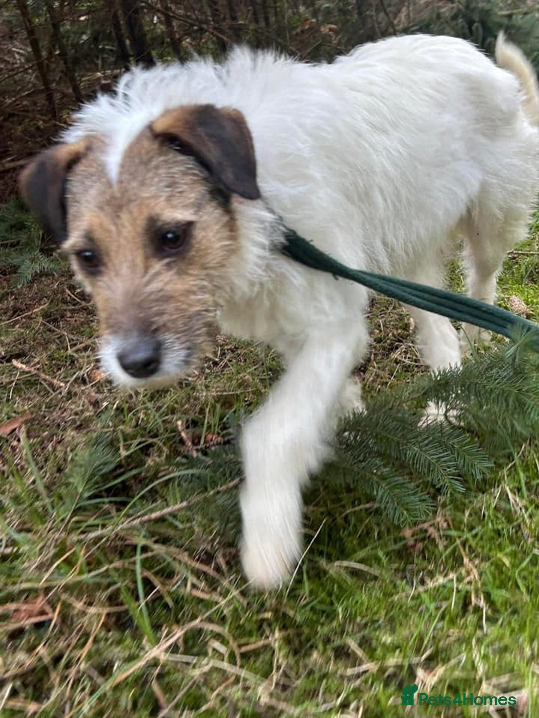 Mixed Breed dogs for adoption: Zori - Badersfield Norfolk  - Image 28