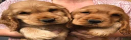 Cocker Spaniel dogs for sale: 🌟Stunning 100% show cocker kc & health tested - Advert 2
