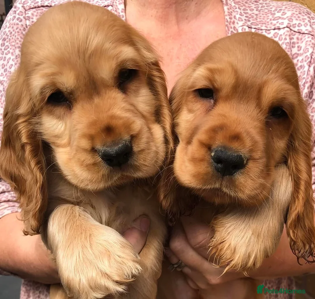 Cocker Spaniel dogs for sale: 🌟Stunning 100% show cocker kc & health tested - Advert 2