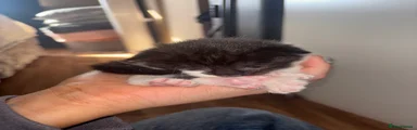 Mixed Breed Kitten 2