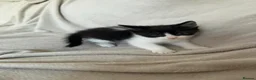 Mixed Breed cats for sale: 5 kittens for sale  in Southend-on-Sea - Advert 3