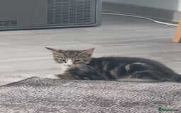 Mixed Breed cats for sale: ******s - Image 8