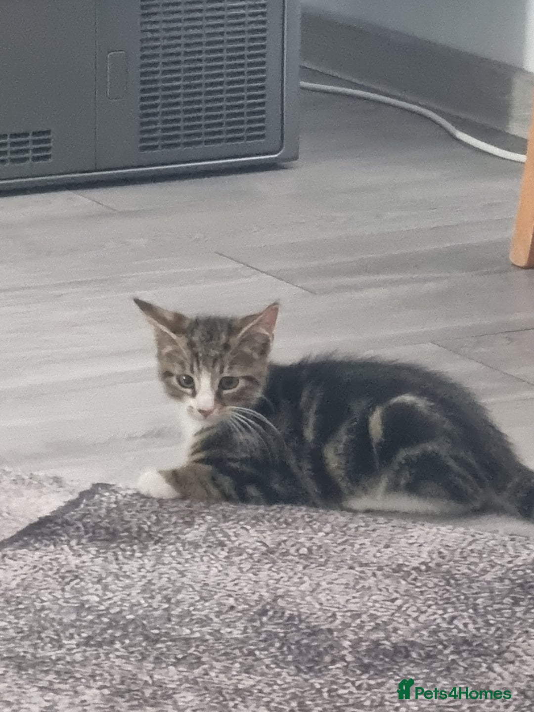 Mixed Breed cats for sale: ******s - Image 8